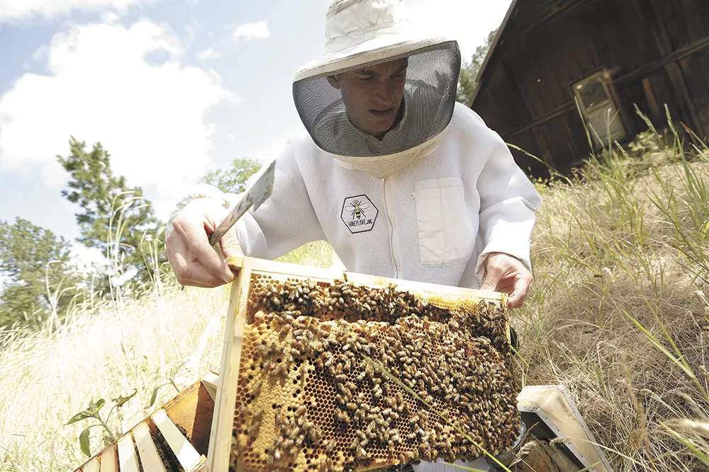 Building Bees