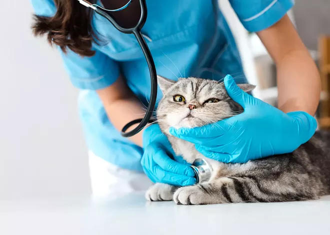Coping with cats who don't like poking and prodding
