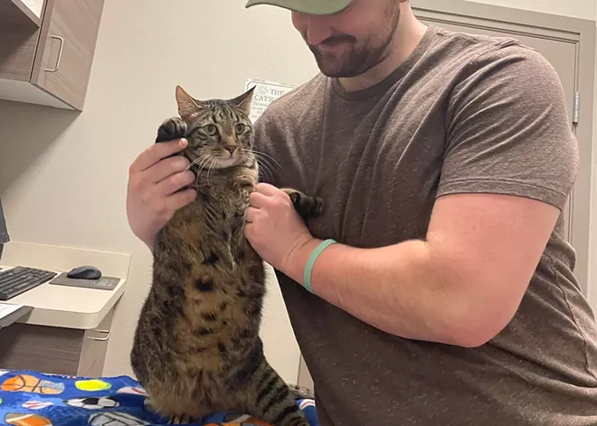 Coping with cats who don't like poking and prodding