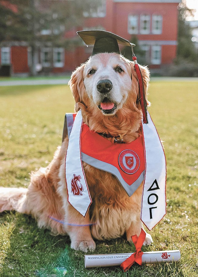 From Keyboard Cat to WSU's Dash, the Inland Northwest is full of famous pets