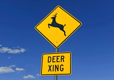 New U of Idaho study: Increasing U.S. cougar population would decrease deer-auto collisions