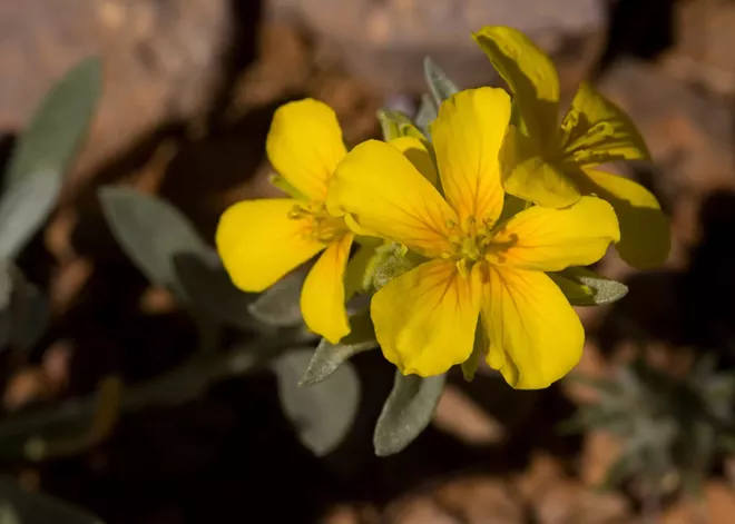 A new Washington State University discovery about seed oils could eventually help biofuel production and hinder bioterrorism