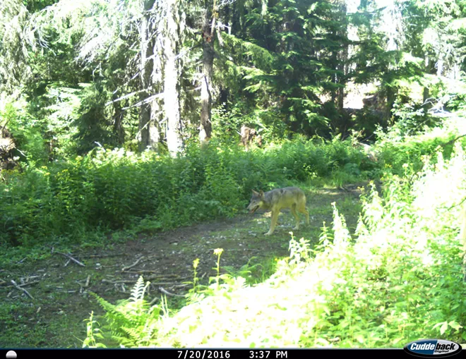 UPDATED: A wolf was caught on camera passing through Mt. Spokane