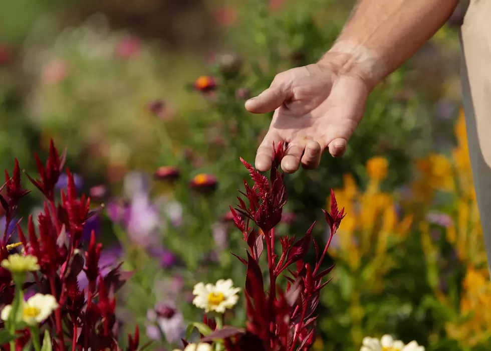 Nature-focused programs at &#10;Airway Heights Corrections Center improve prisoner health while &#10;providing food for the community