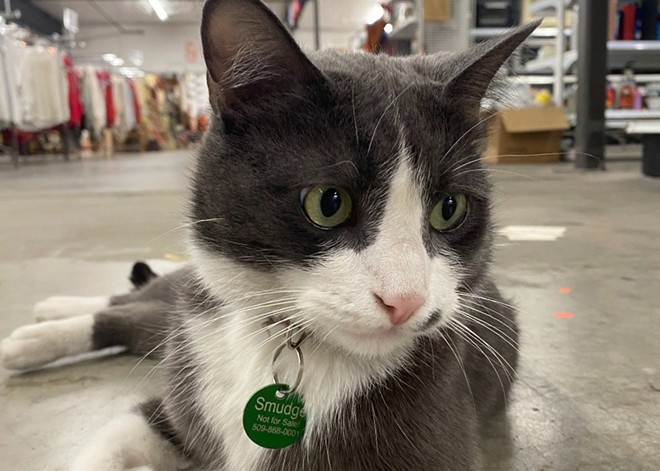 Meet Smudge, Global Neighborhood's resident cat beloved by staff and the community