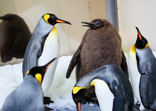 Pesto the baby king penguin is a global superstar, Inland Northwest artists honored at Spokane Arts awards gala; plus, new music!