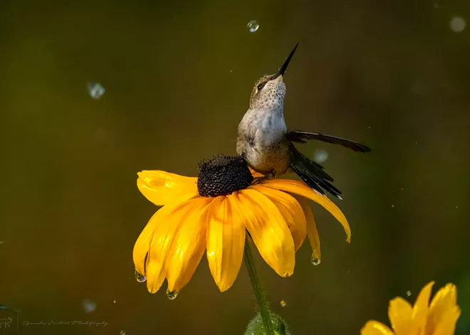 Capturing and sharing dazzling photos of the natural world is Stacy Gessler's calling