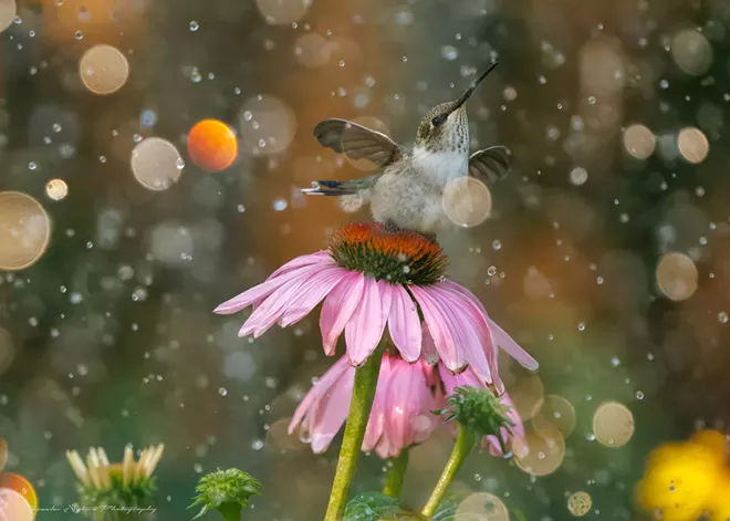 Capturing and sharing dazzling photos of the natural world is Stacy Gessler's calling