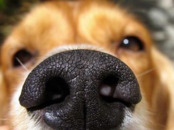 Your dog's nose knows, docs vs. apps and trivia for a good cause