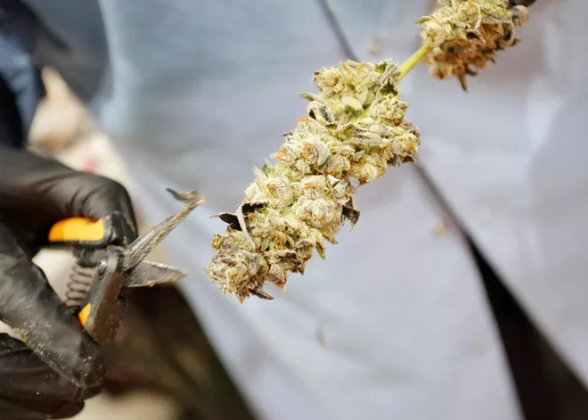 Producer tiers are a lesser-known regulation affecting Washington’s cannabis growers