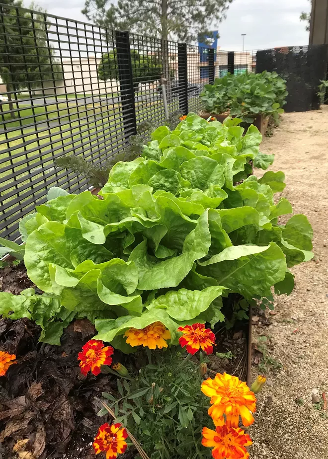 These Spokane-area gardening resources can help get your green thumb on this spring (5)