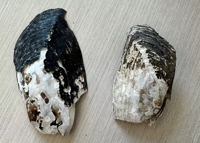 Gonzaga biology professor Jens Hegg wants to use freshwater mussel shells to determine a climate baseline in Northwest waterways