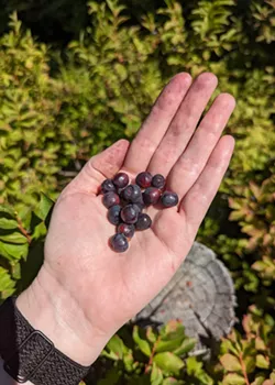 Summer Guide 2025: Food