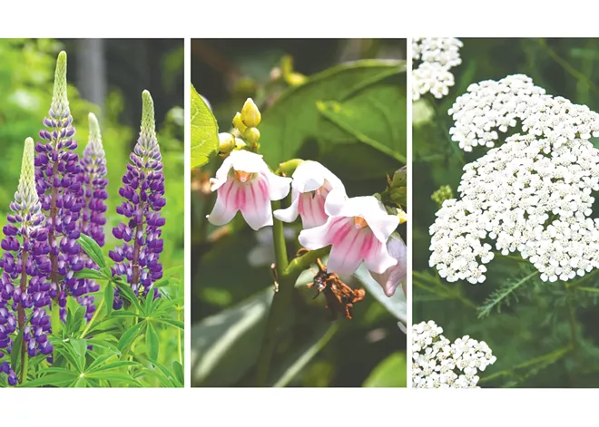 Spokane Parks &amp; Rec's wildflower walks offer beautiful views and camaraderie