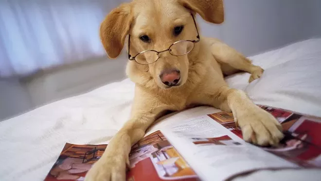 Dogs might be closer to human than we realized; plus, garden prep and Kids at Heart