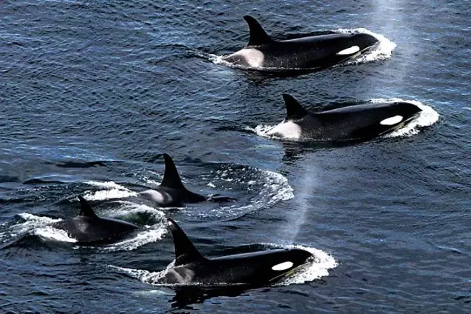 $55 million returns zero change in Georgia, Alaska fishermen no match for gangs of whales, and morning headlines