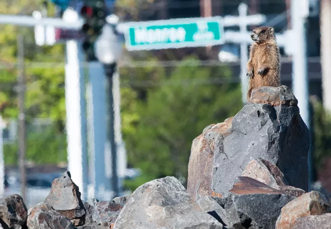 Fantastic marmots and where to find them, near downtown Spokane (4)