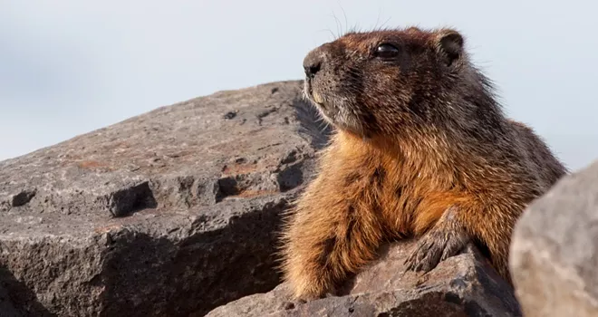 Fantastic marmots and where to find them, near downtown Spokane (6)