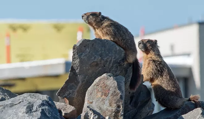 Fantastic marmots and where to find them, near downtown Spokane (7)