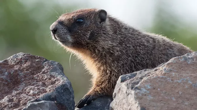 Fantastic marmots and where to find them, near downtown Spokane (8)