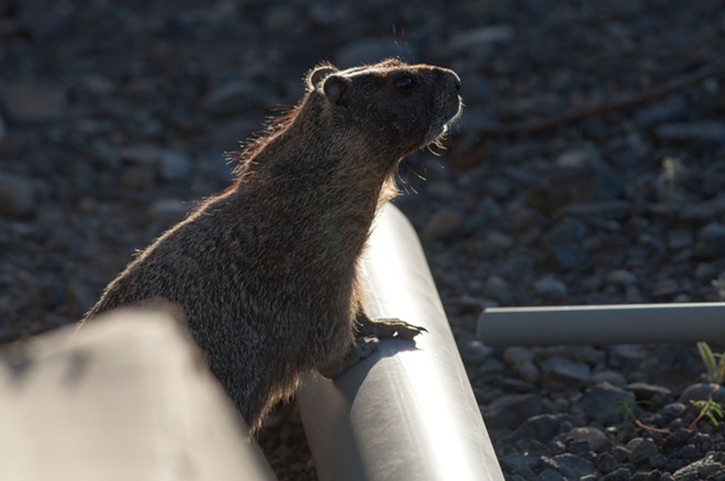Fantastic marmots and where to find them, near downtown Spokane (9)