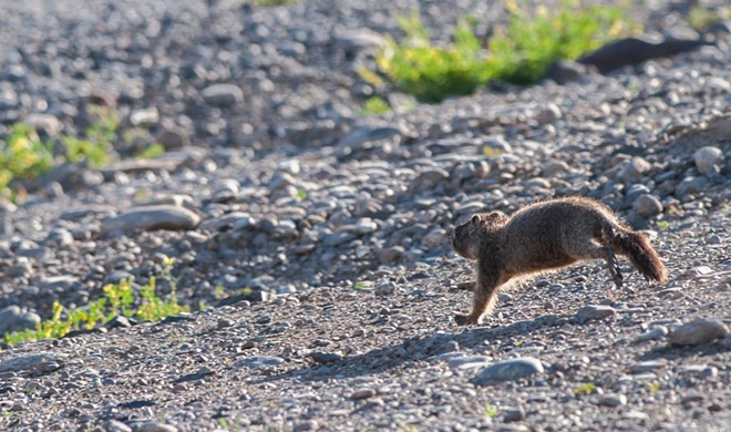 Fantastic marmots and where to find them, near downtown Spokane (12)
