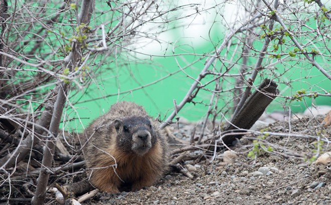 Fantastic marmots and where to find them, near downtown Spokane (14)