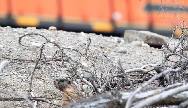 Fantastic marmots and where to find them, near downtown Spokane (16)