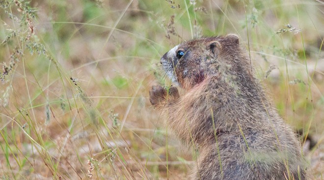 Fantastic marmots and where to find them, near downtown Spokane (20)