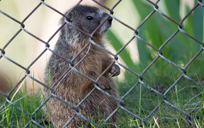 Fantastic marmots and where to find them, near downtown Spokane (21)