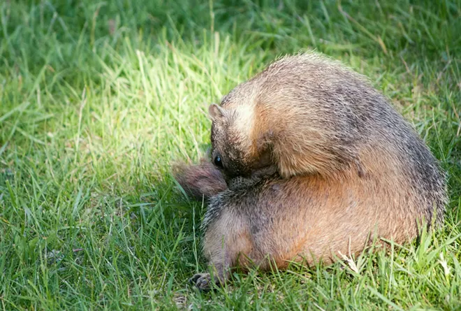 Fantastic marmots and where to find them, near downtown Spokane (23)