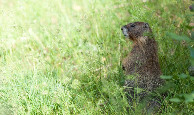 Fantastic marmots and where to find them, near downtown Spokane (27)