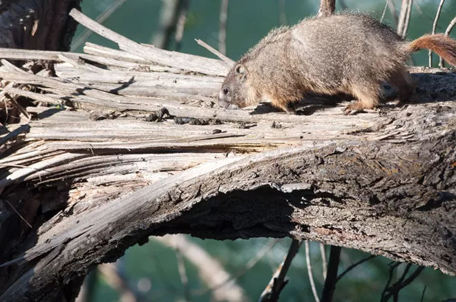 Fantastic marmots and where to find them, near downtown Spokane (28)