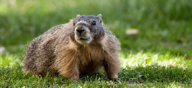 Fantastic marmots and where to find them, near downtown Spokane (31)