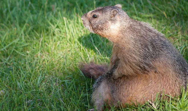 Fantastic marmots and where to find them, near downtown Spokane (33)