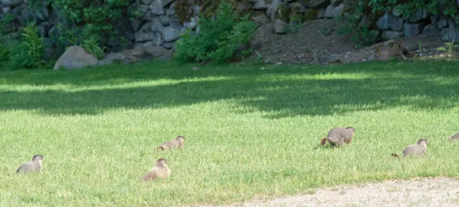 Fantastic marmots and where to find them, near downtown Spokane (26)