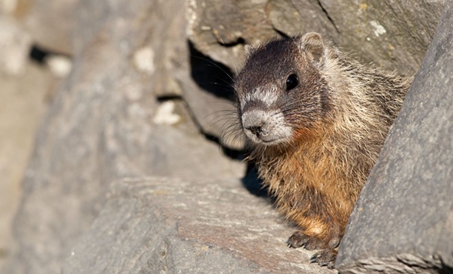 Fantastic marmots and where to find them, near downtown Spokane (34)