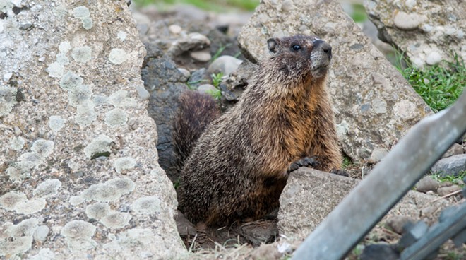 Fantastic marmots and where to find them, near downtown Spokane (37)