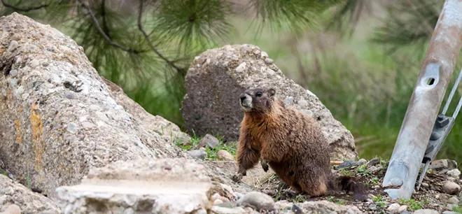 Fantastic marmots and where to find them, near downtown Spokane (40)