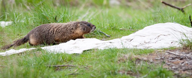 Fantastic marmots and where to find them, near downtown Spokane (42)