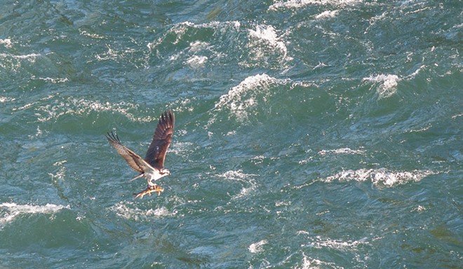 Osprey spears sucker fish, takes it on a tour of downtown Spokane (2)