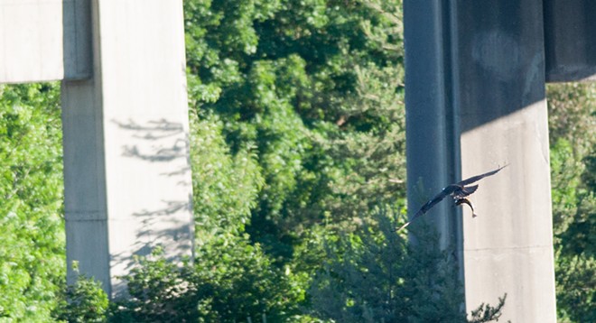 Osprey spears sucker fish, takes it on a tour of downtown Spokane (8)