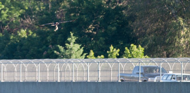 Osprey spears sucker fish, takes it on a tour of downtown Spokane (9)