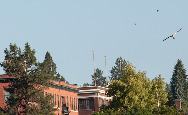 Osprey spears sucker fish, takes it on a tour of downtown Spokane (11)