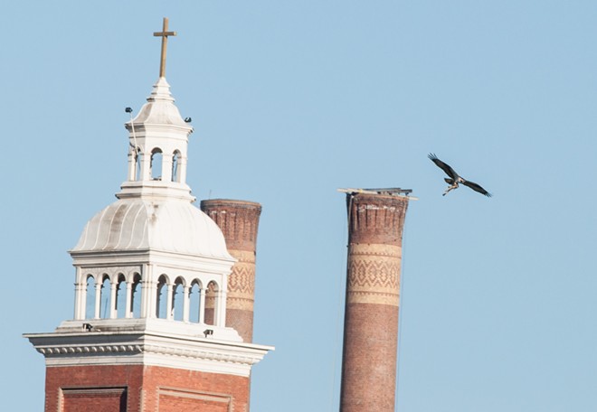 Osprey spears sucker fish, takes it on a tour of downtown Spokane (12)