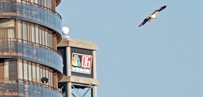 Osprey spears sucker fish, takes it on a tour of downtown Spokane (17)