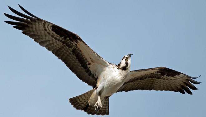 Osprey spears sucker fish, takes it on a tour of downtown Spokane (19)