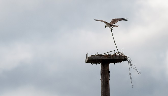 Osprey spears sucker fish, takes it on a tour of downtown Spokane (23)