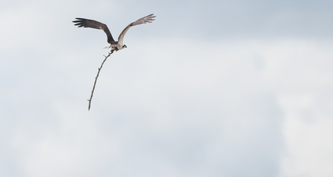 Osprey spears sucker fish, takes it on a tour of downtown Spokane (25)