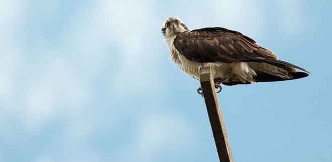 An osprey's hunt, a last-minute state budget deal, and other morning headlines